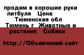 продам в хорошие руки питбуля › Цена ­ 3 000 - Тюменская обл., Тюмень г. Животные и растения » Собаки   